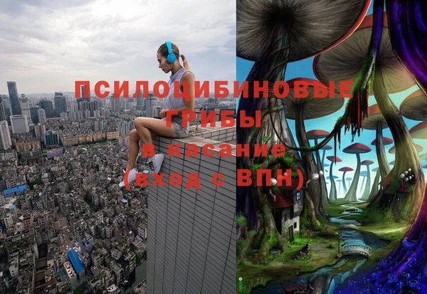 прущие грибы Новодвинск